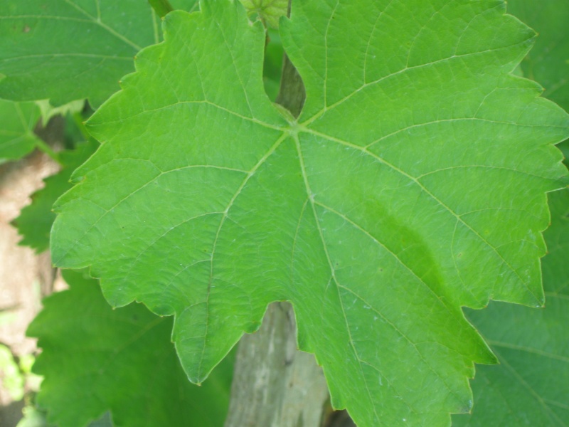 Plik:SG-L 12082022.JPG