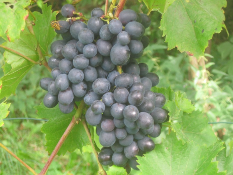 Plik:27082023 Nero.JPG