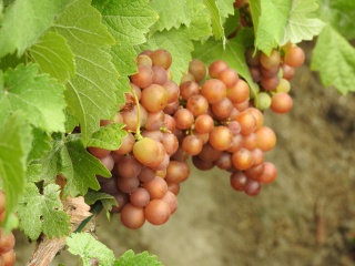 BV 10-19-8 grona 18/08/2020; foto:RobertR