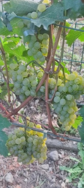 Plik:Panonia (Robert) 02092025.jpg