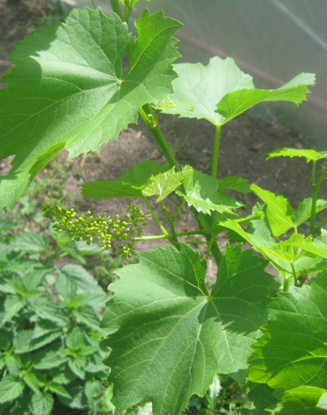 Plik:Chardonel 02062024.JPG