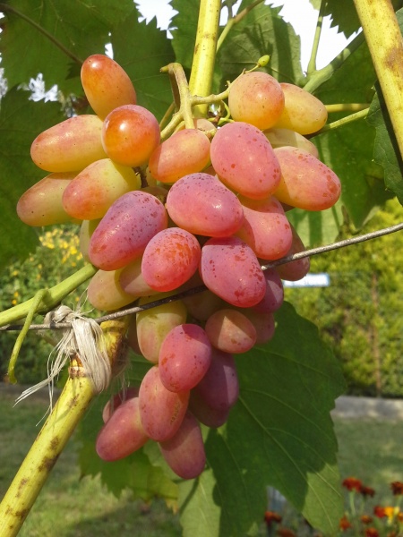 Plik:Arocznyj 888.jpg