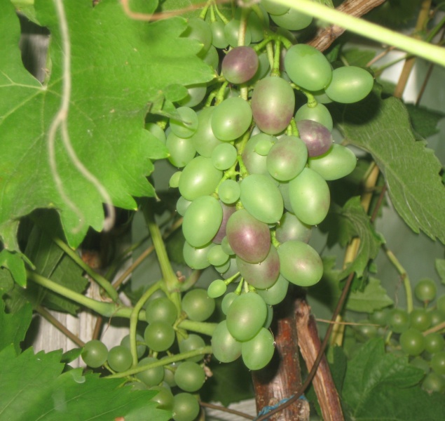 Plik:NAZOS 05082022.JPG