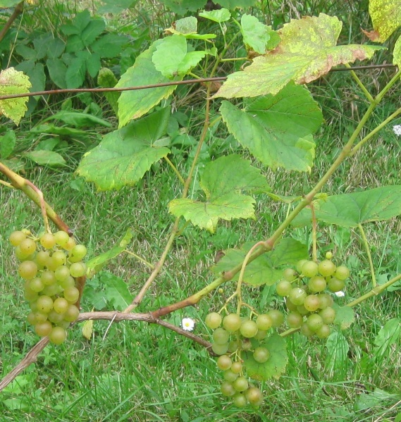 Plik:Aromella gr 15092022.JPG