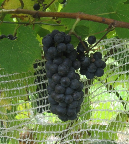 Plik:24092020 TA.JPG