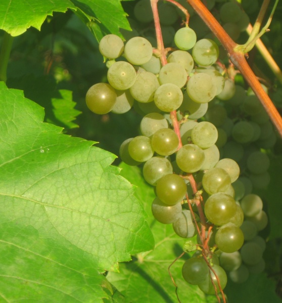 Plik:01092023 La Crescent.JPG