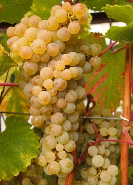 Plik:Rizling G 04 10 2025.jpg