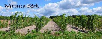 Winnica Stok