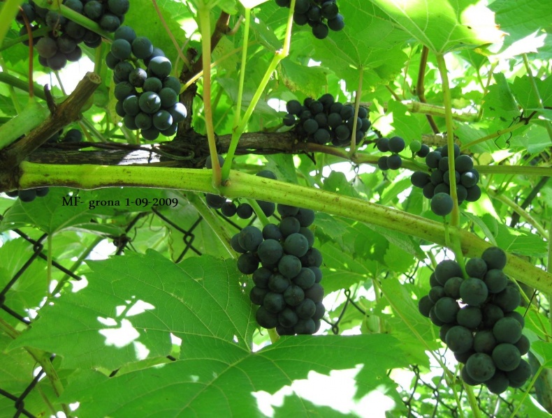 Plik:MF-grona.jpg