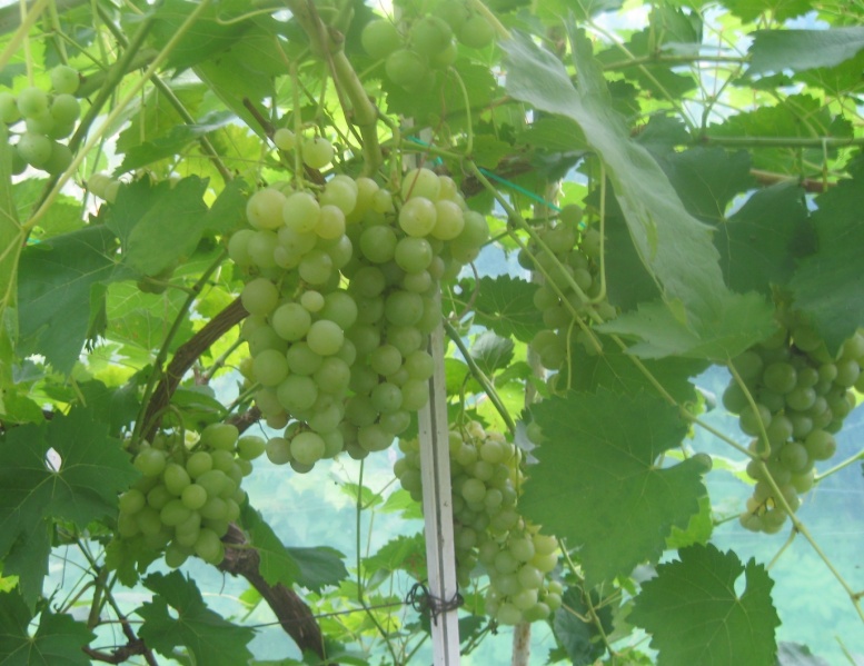 Plik:07082023 Narancizsu.JPG