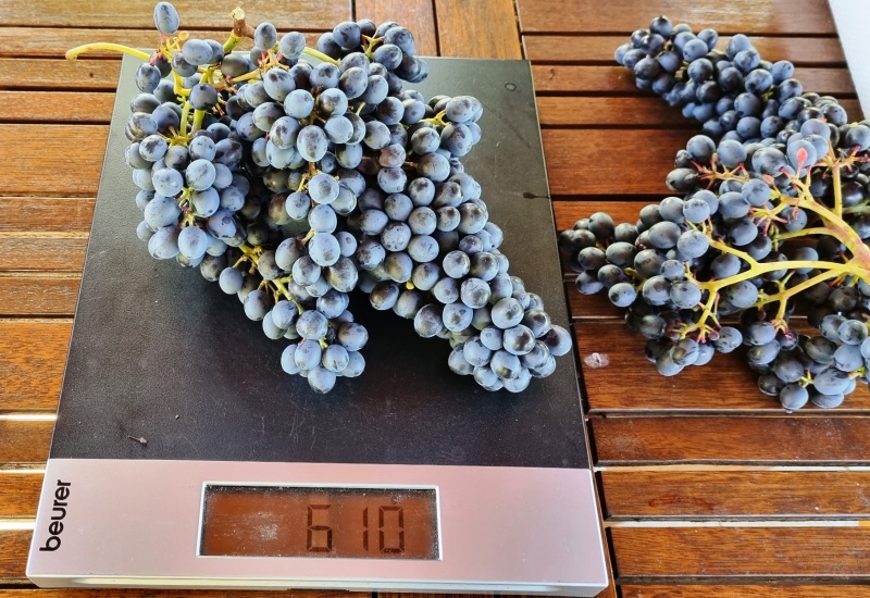 Plik:20221013 124819 1200.jpg