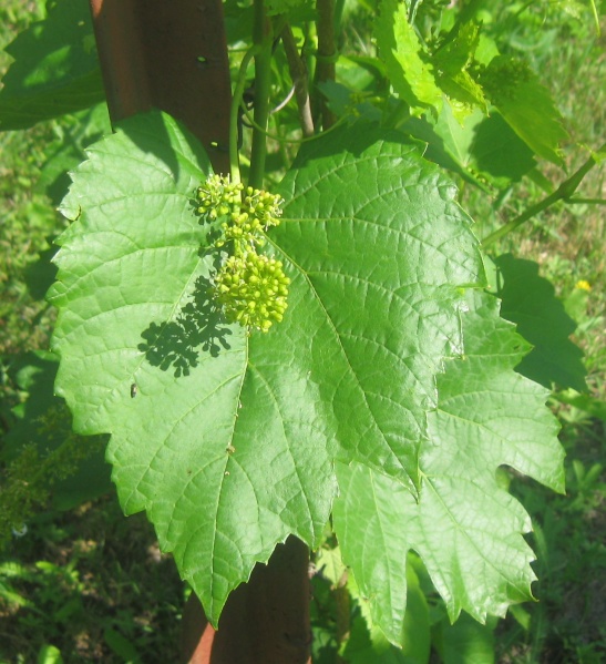 Plik:Aromella 08062024.JPG