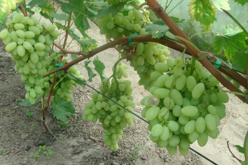 Plik:Danmarpa Polonia.jpg