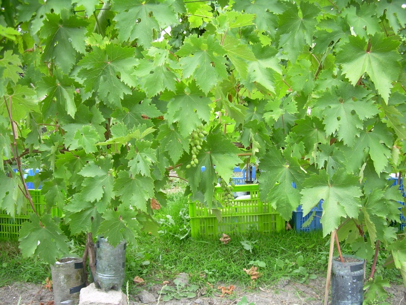 Plik:Jupiter (1).JPG