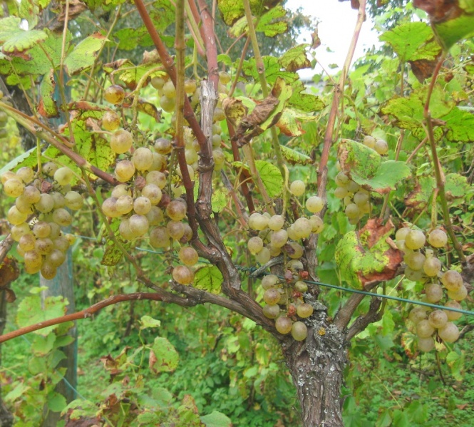 Plik:24092020 Kristaly.JPG