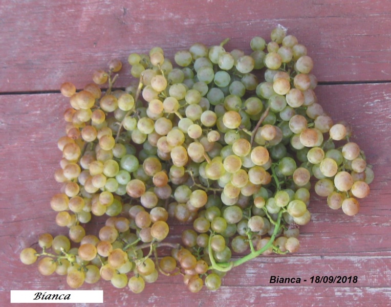 Plik:18092018 Bianca.jpg