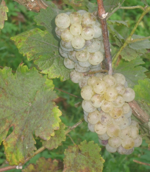 Plik:08102023 Johan.JPG