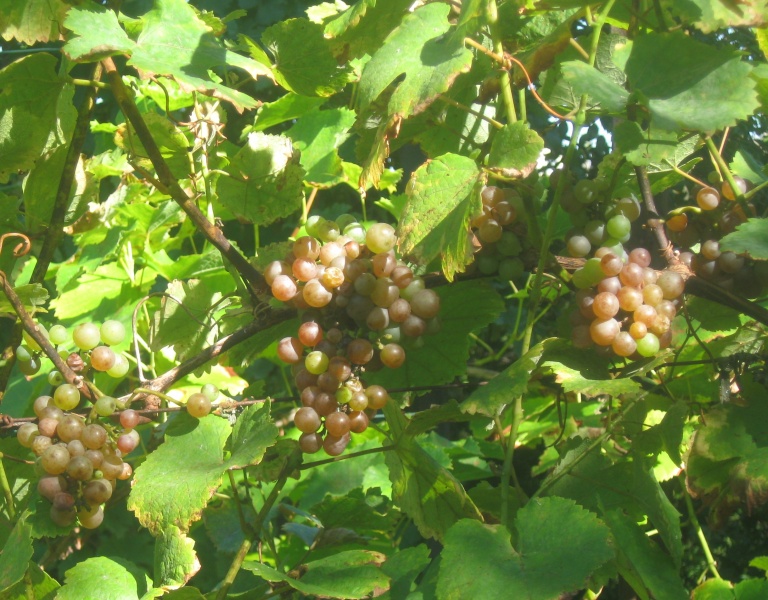 Plik:15092023 Gewurz.JPG