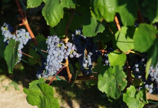 Owocujący krzew - foto: RobertR