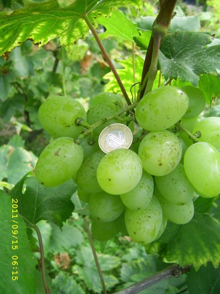 Plik:Podarok Zaporożu-gr2.jpg