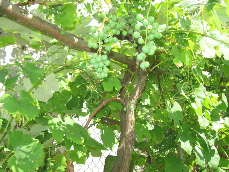 Plik:10072018 V 68-021-krz.jpg