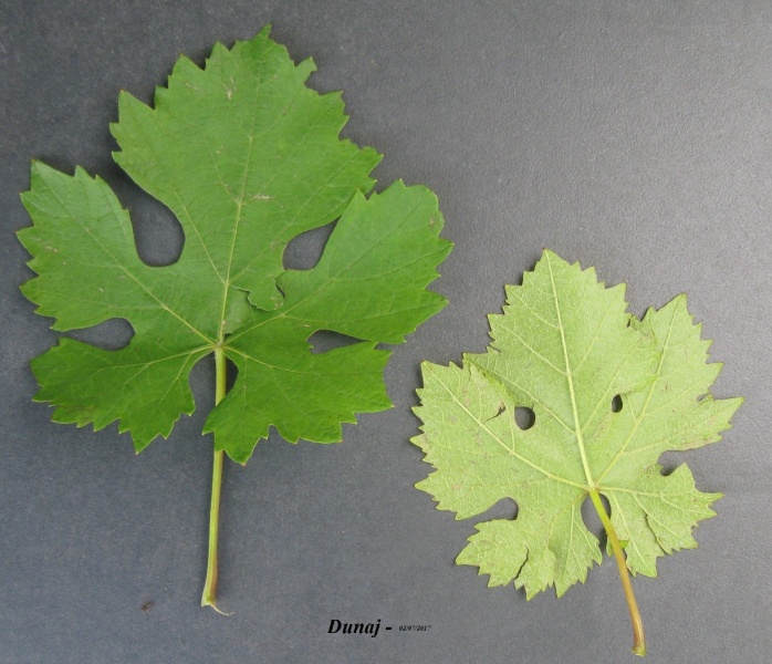 Plik:02062017 Dunaj-L.JPG