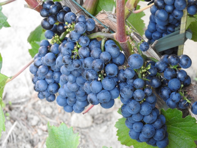 Plik:Calandro- grona.jpg