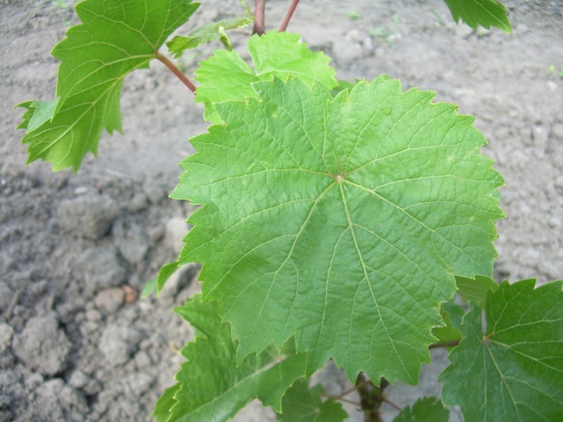 Plik:Chrupka Złota12.JPG