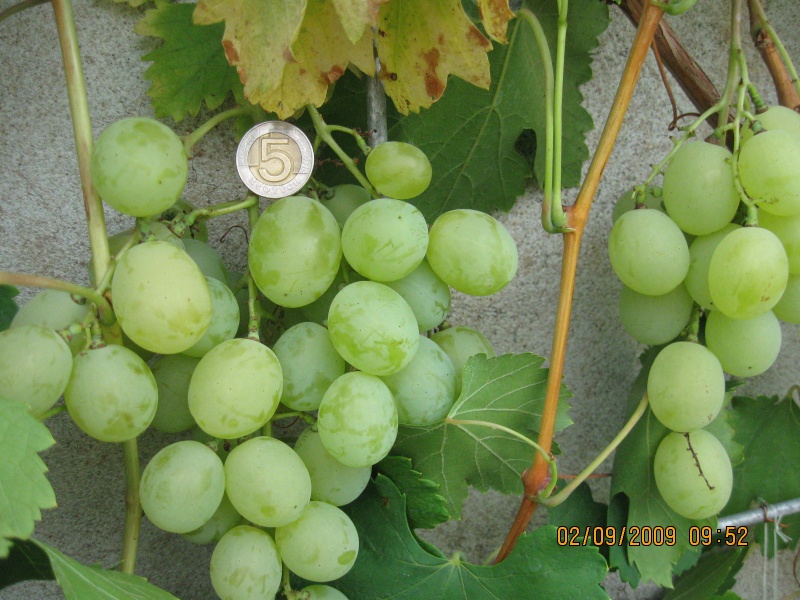 Plik:Obraz 328.jpg.jpg