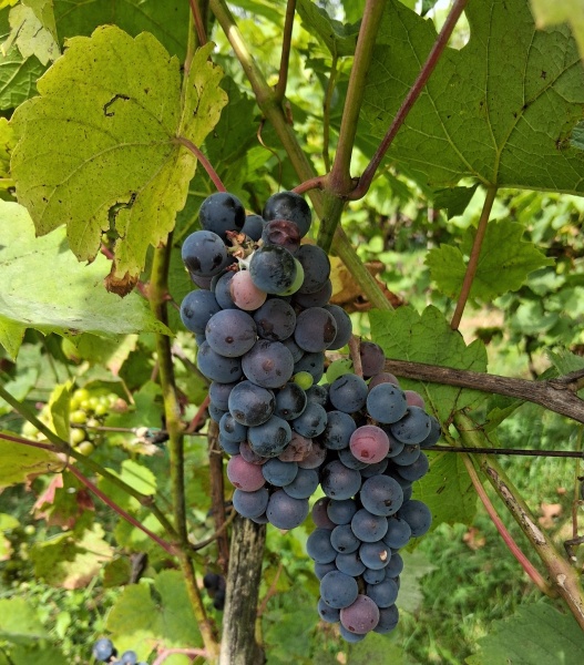 Plik:20250823 Dorsa.jpg