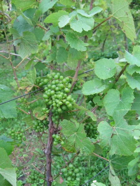 Plik:Gewurztraminer-krz1.jpg