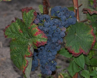 Dornfelder - grono, foto: cianek