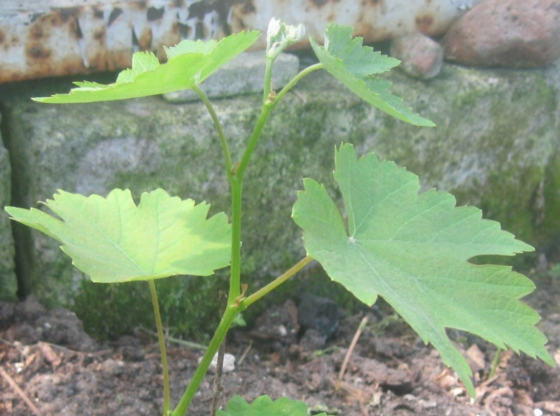 Plik:Everest 01052024.JPG