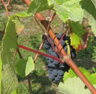 Pinot Meunier - grono; foto: ZbyszekB