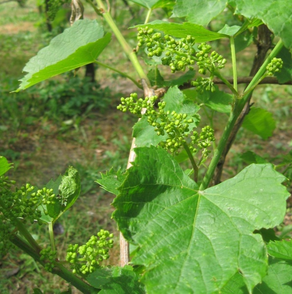 Plik:17052018 Vandal Cliche-kw.jpg