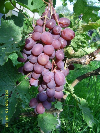 Wiktoria - grono 15/09/11; foto: dziadek2