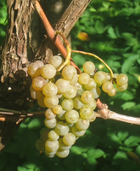 Plik:24092023 Hiber.JPG