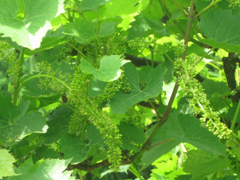 Plik:Oberlin N kw.JPG