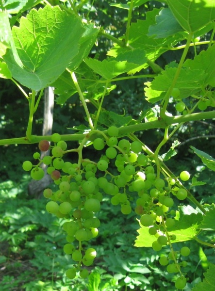 Plik:07072018 Kazaczka.jpg