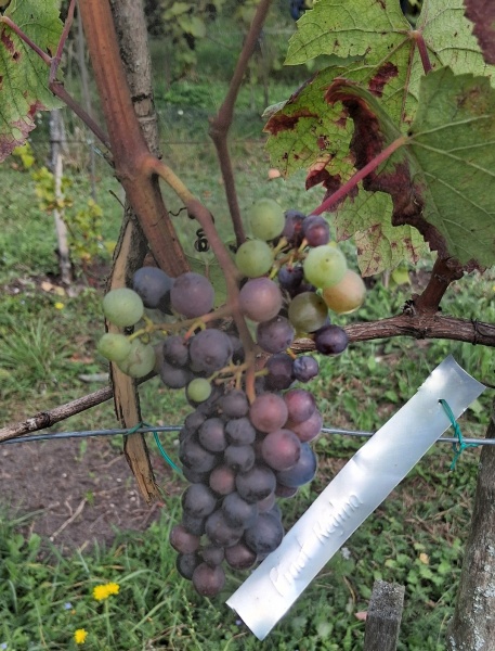 Plik:20250912 PR.jpg