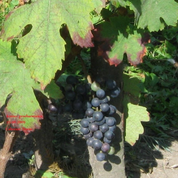 Plik:CD-koniec przebar.jpg