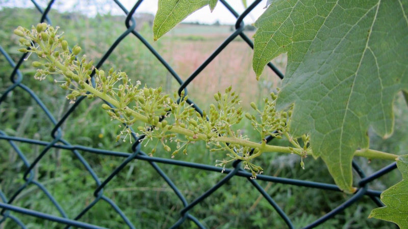 Plik:Muscatbleu 25 06 2014.jpg