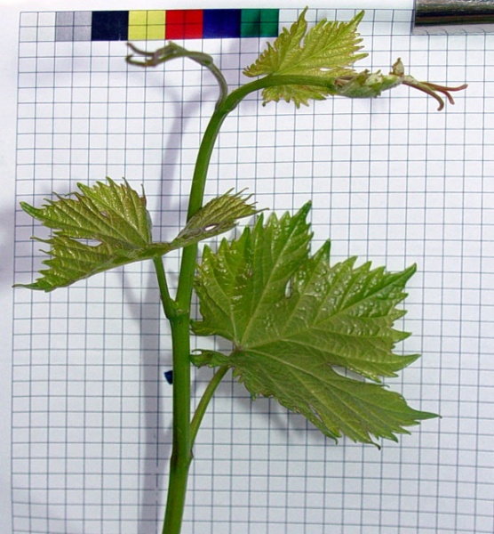 Plik:Fanny koronka1.jpg