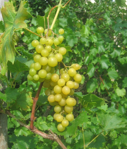 Plik:01092023 Palatina.JPG