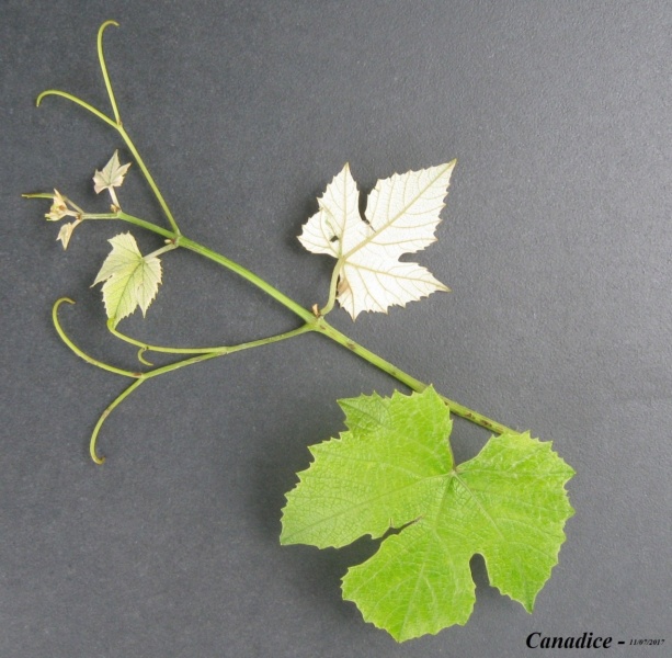 Plik:11072017 Canadice-k.JPG