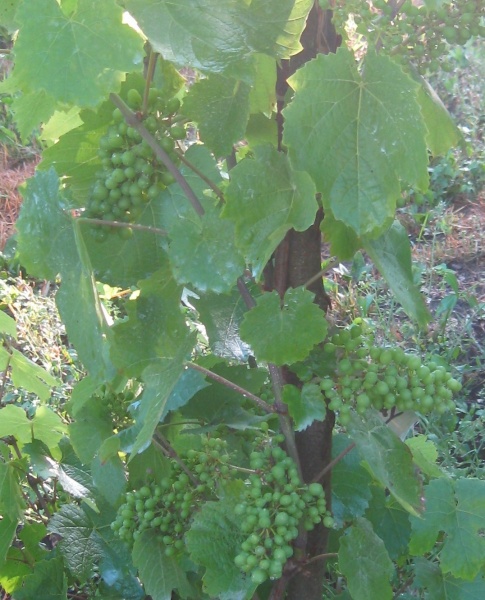 Plik:25062018 Gamay.jpg