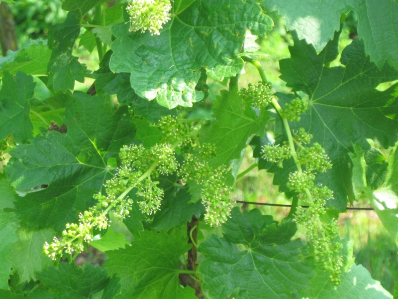 Plik:02062018 Merlot.jpg