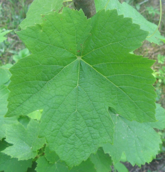 Plik:Dublański 22062023.JPG