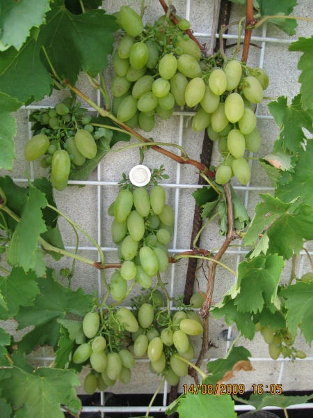 Plik:Obraz 003.jpg.jpg