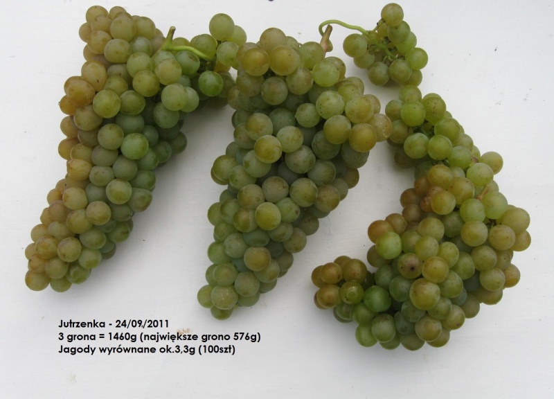 Plik:Jutrzenka-grona.jpg